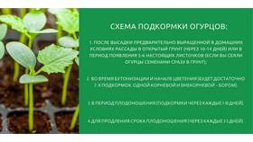 Для чего используют огурцы в Йота